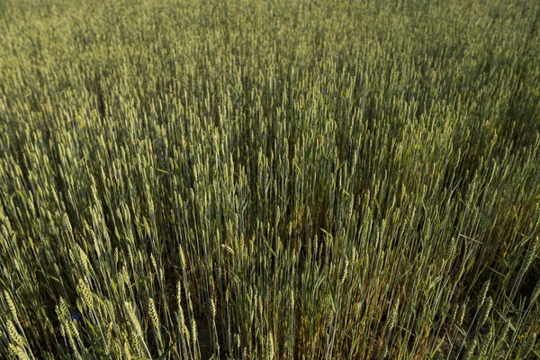 Campo de trigo verde joven. Trigo maduro de espigas. Agricultura. Producto natural. Paisaje agrícola. —  Fotos de Stock