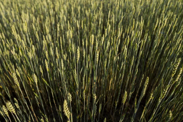 Campo de trigo verde joven. Trigo maduro de espigas. Agricultura. Producto natural. Paisaje agrícola. — Foto de Stock