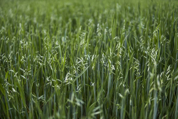 Zöldzab füle, búza termesztés terén. A mezőgazdaság. Termék jellege. — Stock Fotó