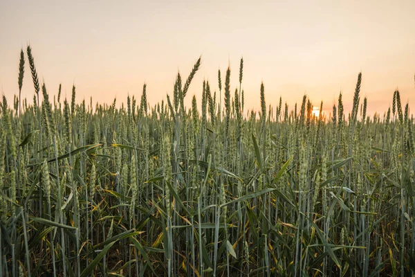 Ung grön vete öronen på en vacker med kväll solnedgång sky. Mognande öron vete. Jordbruk. Naturlig produkt. — Stockfoto