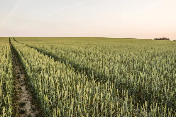 Giovani spighe di grano verde su un bellissimo campo con cielo serale al tramonto. Stagionatura del grano. Agricoltura. Prodotto naturale . — Foto Stock