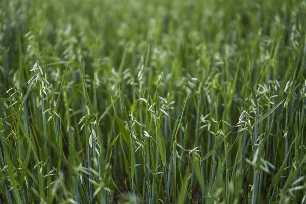 Cerca Una Avena Verde Espigas Trigo Que Crecen Campo Agricultura —  Fotos de Stock