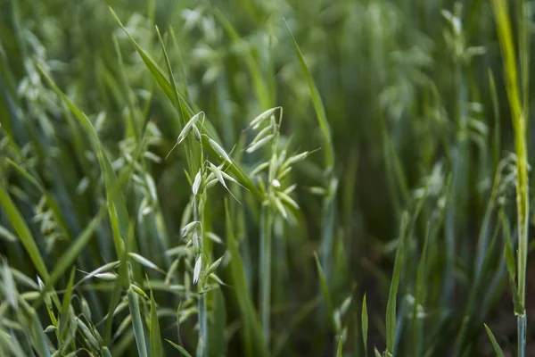 Cerca de una avena verde espigas de trigo que crecen en el campo. Agricultura. Producto de naturaleza . —  Fotos de Stock