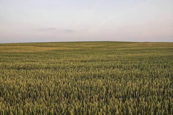 夕日の美しいフィールドに若い緑の小麦。耳小麦を熟成します。農業であります。天然物. — ストック写真