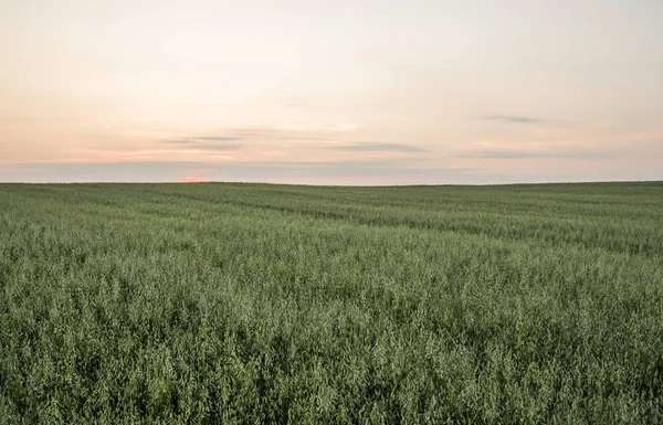 Zelený oves uši pšenice rostoucí v oblasti ve veãerních západu slunce na obloze. Zemědělství. Přírodní produkt. — Stock fotografie