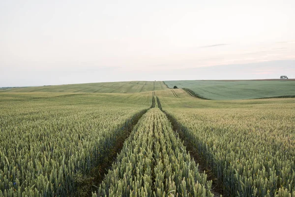 Mladá Zelená pšenice na krásném hřišti v zapadajícím slunci. Zrání uši pšenice. Zemědělství. Přírodní produkt. — Stock fotografie