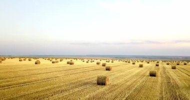 Uçan mowed saman balya altın alan yukarıda. İnanılmaz düz düz hasat ve tarım alanı golded saman ve sarı buğday hazırlanan yığın Tarım için. Hasat alanın üzerinde uçuş.