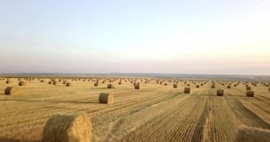 Uçan mowed saman balya altın alan yukarıda. İnanılmaz düz düz hasat ve tarım alanı golded saman ve sarı buğday hazırlanan yığın Tarım için. Hasat alanın üzerinde uçuş.