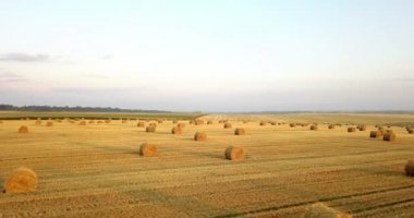 Uçan mowed saman balya altın alan yukarıda. İnanılmaz düz düz hasat ve tarım alanı golded saman ve sarı buğday hazırlanan yığın Tarım için. Hasat alanın üzerinde uçuş.