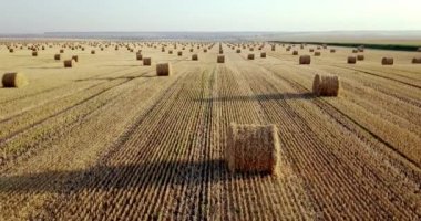 Uçan mowed saman balya altın alan yukarıda. İnanılmaz düz düz hasat ve tarım alanı golded saman ve sarı buğday hazırlanan yığın Tarım için. Hasat alanın üzerinde uçuş.