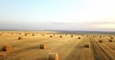 Uçan mowed saman balya altın alan yukarıda. İnanılmaz düz düz hasat ve tarım alanı golded saman ve sarı buğday hazırlanan yığın Tarım için. Hasat alanın üzerinde uçuş.