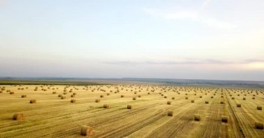 Uçan mowed saman balya altın alan yukarıda. İnanılmaz düz düz hasat ve tarım alanı golded saman ve sarı buğday hazırlanan yığın Tarım için. Hasat alanın üzerinde uçuş.