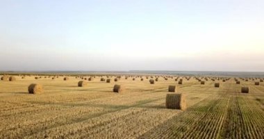 Uçan mowed saman balya altın alan yukarıda. İnanılmaz düz düz hasat ve tarım alanı golded saman ve sarı buğday hazırlanan yığın Tarım için. Hasat alanın üzerinde uçuş.