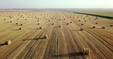 Uçan mowed saman balya altın alan yukarıda. İnanılmaz düz düz hasat ve tarım alanı golded saman ve sarı buğday hazırlanan yığın Tarım için. Hasat alanın üzerinde uçuş.