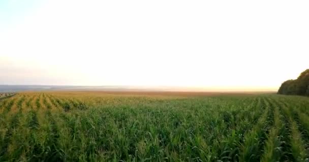 Luchtfoto van velden met verschillende soorten landbouw. Landbouw. Luchtfoto van landbouwgrond. Luchtfoto van landbouwgronden. Weergave van landbouwgronden gewassen oogst. Rurale landschap. Counrtyside — Stockvideo