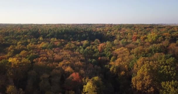 Letecký Pohled Barevné Podzimní Les Dívat Podzimní Les Dívá Dolů — Stock video