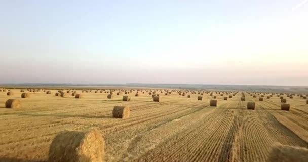 Flying above golden field of bales of mowed hay. Amazing straight flat harvesting and agricultural field of golded straw and yellow wheat prepared for farming stack. Flight over the harvested field. — Stock Video