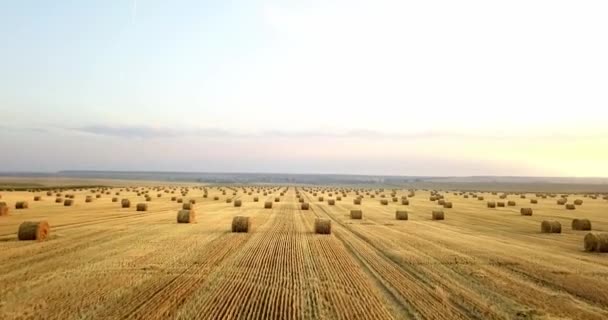 Flying above golden field of bales of mowed hay. Amazing straight flat harvesting and agricultural field of golded straw and yellow wheat prepared for farming stack. Flight over the harvested field. — Stock Video