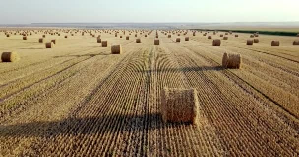 Flying above golden field of bales of mowed hay. Amazing straight flat harvesting and agricultural field of golded straw and yellow wheat prepared for farming stack. Flight over the harvested field. — Stock Video