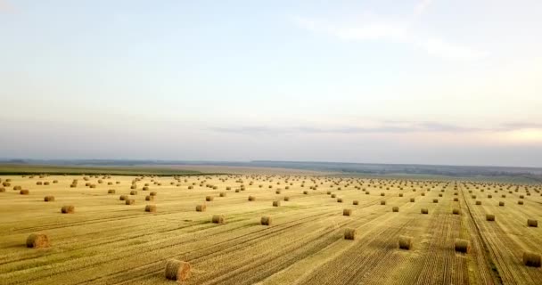 Volando sobre el campo dorado de fardos de heno segado. Increíble cosecha plana recta y campo agrícola de paja dorada y trigo amarillo preparado para la pila de cultivo. Vuelo sobre el campo cosechado . — Vídeos de Stock