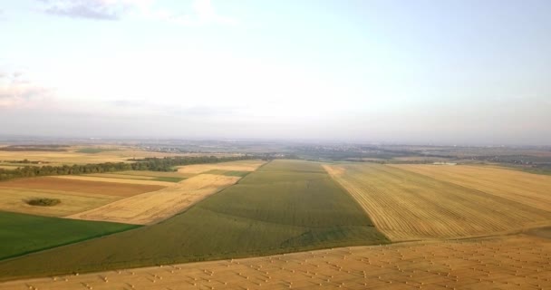 Luchtfoto van velden met verschillende soorten landbouw. Landbouw. Luchtfoto van landbouwgrond. Luchtfoto van landbouwgronden. Weergave van landbouwgronden gewassen oogst. Rurale landschap. Counrtyside — Stockvideo