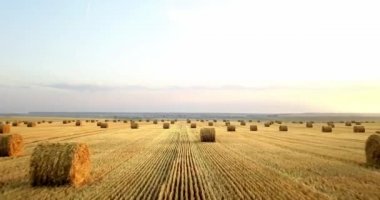 Uçan mowed saman balya altın alan yukarıda. İnanılmaz düz düz hasat ve tarım alanı golded saman ve sarı buğday hazırlanan yığın Tarım için. Hasat alanın üzerinde uçuş.