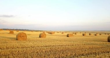 Uçan mowed saman balya altın alan yukarıda. İnanılmaz düz düz hasat ve tarım alanı golded saman ve sarı buğday hazırlanan yığın Tarım için. Hasat alanın üzerinde uçuş.
