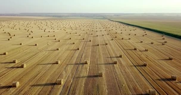 Voando acima do campo dourado de fardos de feno cortado. Incrível colheita plana reta e campo agrícola de palha dourada e trigo amarelo preparado para a pilha agrícola. Voo sobre o campo colhido . — Vídeo de Stock