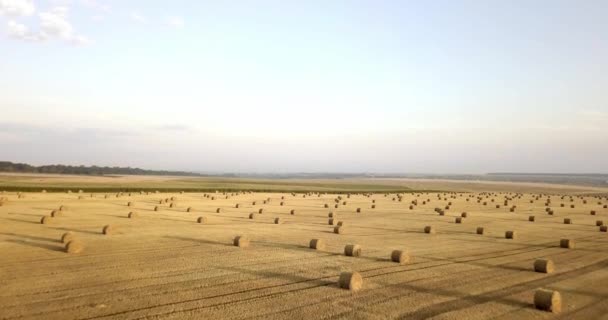 飞越黄金场的包修剪干草。令人惊叹的平直的平收获和农业领域的 golded 秸秆和黄小麦为耕种栈准备。飞行在收获的领域. — 图库视频影像