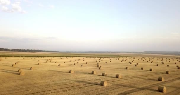 Voando acima do campo dourado de fardos de feno cortado. Incrível colheita plana reta e campo agrícola de palha dourada e trigo amarelo preparado para a pilha agrícola. Voo sobre o campo colhido . — Vídeo de Stock