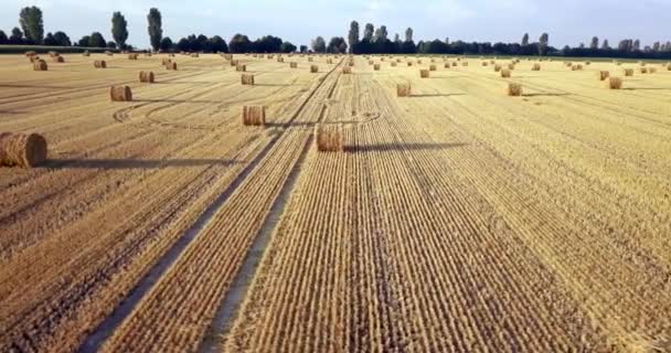 Літає над золотим полем тюків косіння сіна. Дивовижне пряме збирання плоского врожаю та сільськогосподарське поле золотої соломи та жовтої пшениці, приготоване для вирощування стосів. Політ над зібраним полем . — стокове відео