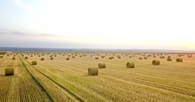 Uçan mowed saman balya altın alan yukarıda. İnanılmaz düz düz hasat ve tarım alanı golded saman ve sarı buğday hazırlanan yığın Tarım için. Hasat alanın üzerinde uçuş.