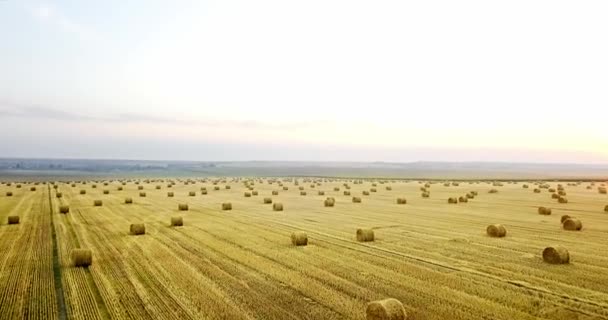 刈られた干し草の俵のゴールデン フィールドの上飛んでいます。驚くほどストレート フラット収穫と農業分野 golded わらと黄色の小麦がスタックを農業のために準備します。収穫のフィールド以上のフライト. — ストック動画