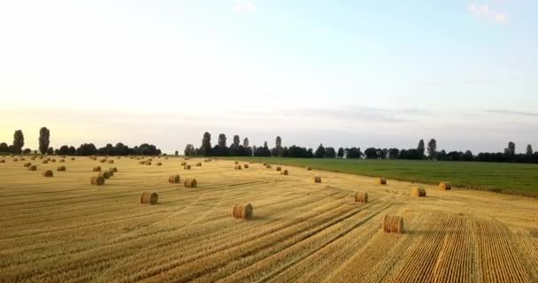 Volo Sopra Infinito Campo Oro Balle Fieno Falciato Straordinaria Raccolta — Video Stock