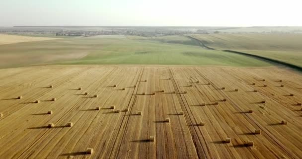 Voler au-dessus d'un champ doré de balles de foin fauché. Superbe champ plat de récolte droite et agricole de paille dorée et de blé jaune préparé pour la pile agricole. Vol au-dessus du champ récolté . — Video