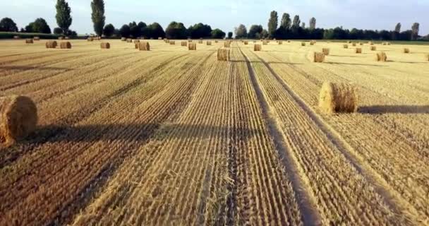 Voo Acima Infinito Campo Dourado Fardos Feno Cortado Incrível Colheita — Vídeo de Stock