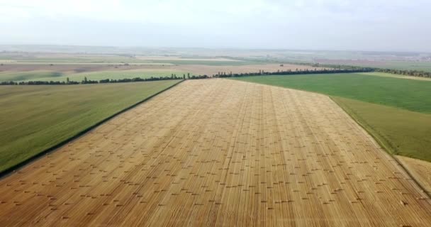 Volando sobre el campo dorado de fardos de heno segado. Increíble cosecha plana recta y campo agrícola de paja dorada y trigo amarillo preparado para la pila de cultivo. Vuelo sobre el campo cosechado . — Vídeos de Stock