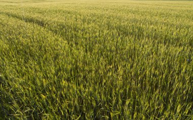 Genç yeşil buğday kulaklara bir güzel tahıl alanları. Olgunlaşma kulakları buğday. Tarım. Doğal bir ürün büyüyen.