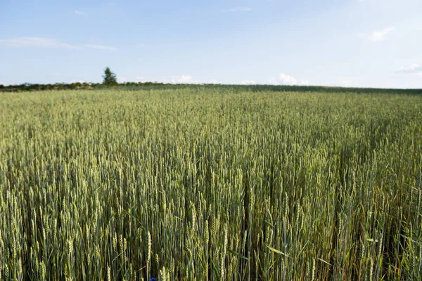 Campo de trigo verde joven. Trigo maduro de espigas. Agricultura. Producto natural. Paisaje agrícola. —  Fotos de Stock