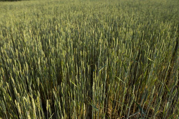 Campo de trigo verde joven. Trigo maduro de espigas. Agricultura. Producto natural. Paisaje agrícola. — Foto de Stock