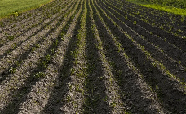 토양 덮개의 젊은 감자 식물 클로즈업입니다. 봄에서 흙에서 돋 아 젊은 감자 식물의 녹색 촬영. — 스톡 사진