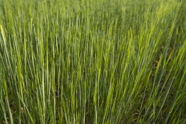 Fiatal zöld árpa mező mezőgazdaság süt a nap. Természetes termék. Agricaltural táj. — Stock Fotó