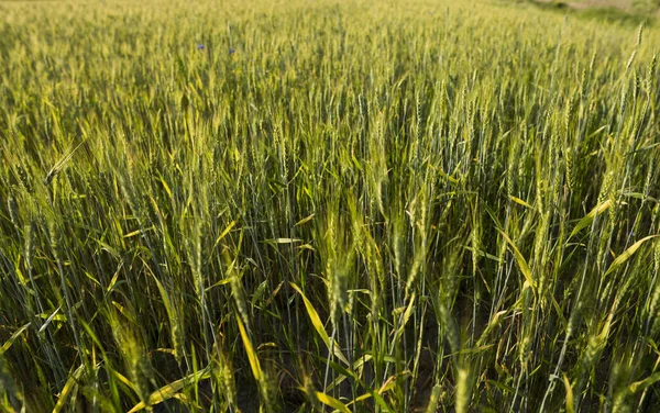 Young green wheat ears on a beautiful grain fields. Ripening ears wheat. Agriculture. Growing a natural product. — Stock Photo, Image