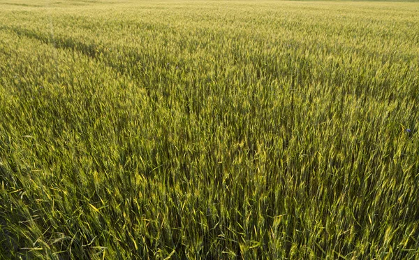 아름 다운 곡물 분야에 젊은 녹색 밀 귀. 숙성 귀 밀입니다. 구나입니다. 성장 하는 천연 제품. — 스톡 사진