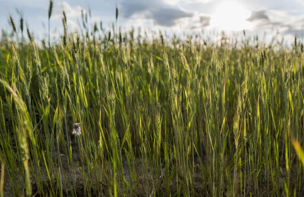As orelhas de trigo verdes jovens em uns belos campos de grão. Trigo de orelhas de amadurecimento. Agricultura. Crescer um produto natural . — Fotografia de Stock