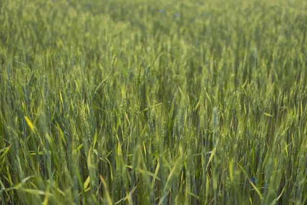 Young green Barley field agriculture with a sunset sky. Natural product. Agricaltural landscape. — Stock Photo, Image