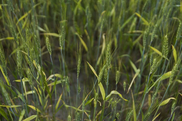 Fiatal zöld árpa mező mezőgazdaság napnyugtakor ég. Természetes termék. Agricaltural táj. — Stock Fotó