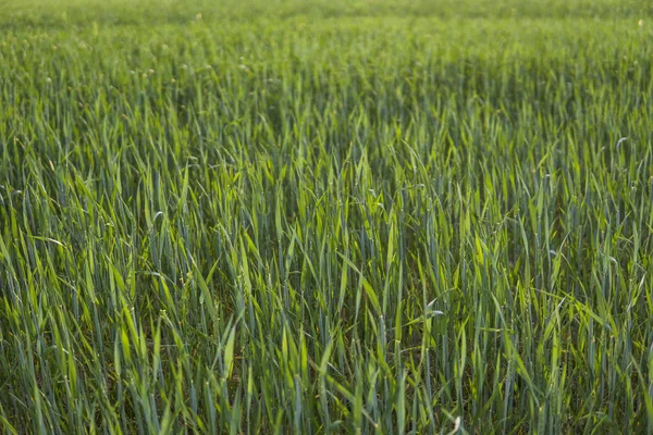 年轻的绿色大麦农田农业与日落的天空。天然产品。农业景观. — 图库照片