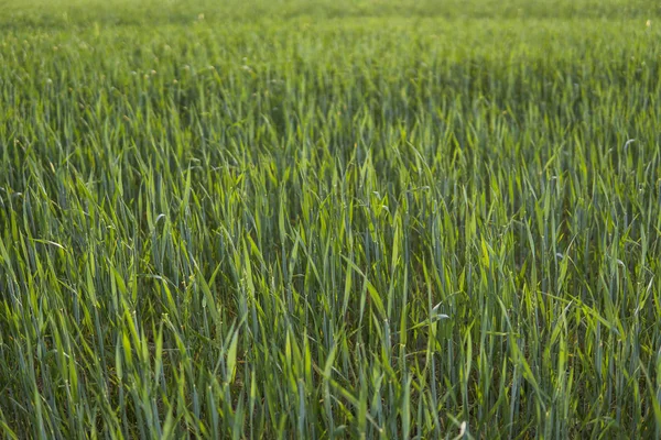 Young green Barley field agriculture with a sunset sky. Natural product. Agricaltural landscape. — Stock Photo, Image