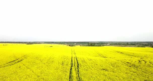 Eindeloze koolzaad veld fron de vogel-oog mening. Verkrachting veld. Geel koolzaad velden en blauwe hemel met wolken bij zonnig weer. Landbouw. — Stockvideo